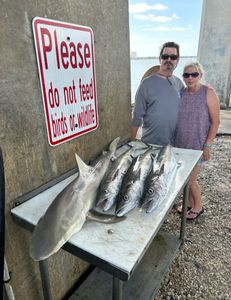 3 fish caught including sandbar shark and king mackerel in FL