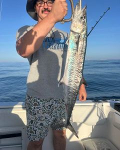 King mackerel catch displayed on fishing boat in Port Orange FL