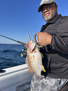 Nice Lane Snapper caught using deep sea trolling techniques with heavy and light tackle setup.