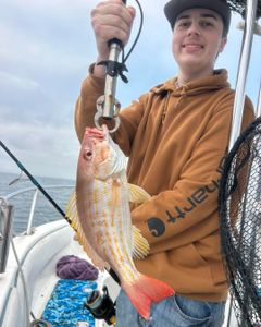 Lane snapper caught on fishing charter boat in Port Orange Florida