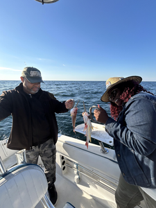 Great day on the water with multiple species using deep sea trolling and heavy tackle techniques!