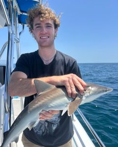 Picked dogfish caught while fishing in Port Orange
