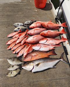 Fresh caught fish displayed on boat deck in Port Orange FL including Greater Amberjack and Red Snapper
