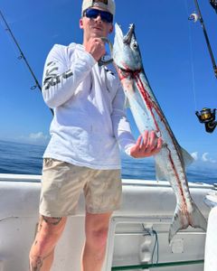 Freshly caught barracuda being held on fishing boat in Port Orange FL