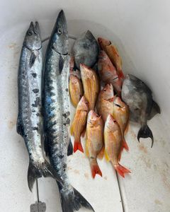 Fresh catch of barracuda, lane snapper, and grey triggerfish from Port Orange FL fishing trip