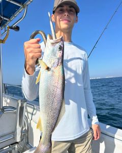 Squeteague fish catch displayed on fishing boat in Port Orange FL waters