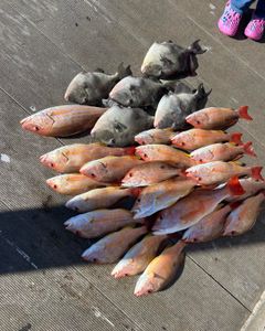 Fresh caught grey triggerfish and lane snapper displayed on boat deck after successful fishing trip in Port Orange FL