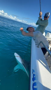 Sandbar shark cruising alongside fishing boat in Port Orange!