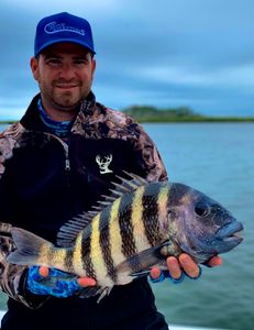 Image of a Sheepshead fish caught while fishing in FL