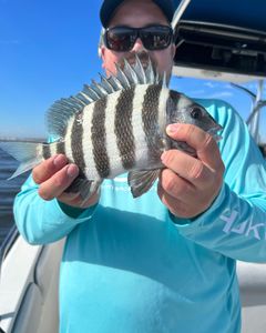 Sheepshead fish caught in FL