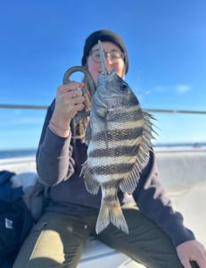 Sheepshead fish caught while fishing in FL