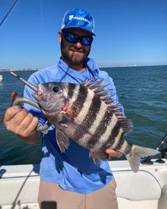 A fisherman holding a 18-inch sheepshead fish in FL