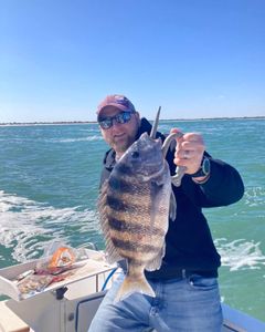 Sheepshead fish caught while fishing in FL