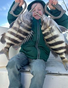 Two sheepshead fish caught in Port Orange