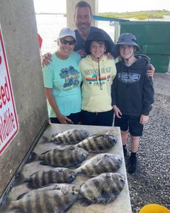 Five sheepshead fish caught in Port Orange, Florida