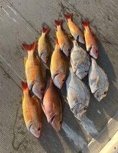 10 southern black bream in FL waters