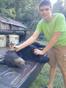 Trophy bear from Maine wilderness