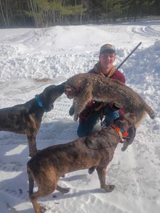 Successful coyote hunt with hunting dogs in winter snow