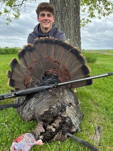 Massive wild turkey harvest with shotgun in open field