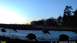 Active wild turkey flock at dusk on snowy field