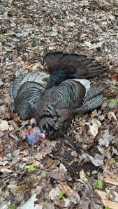 Solid wild turkey harvest on forest floor