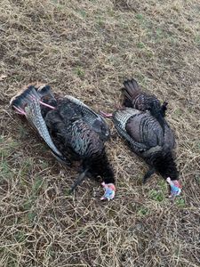 Double wild turkey harvest on open field ground