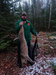 Bobcat Pursuit in Maine