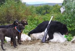 Bear Hunting Adventures