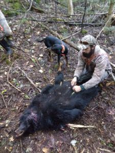 Maine's Big Game Bears