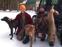 Bobcat Season in Maine