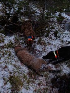 Hunting Maine's Wild Cats