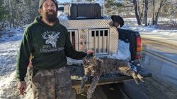 The Challenge of Bobcat Hunting