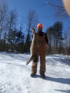 Bobcat Hunting Thrills in Maine