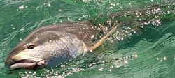 Redfish in action captured in Destin, FL