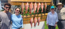 Red snapper abundance in Destin, FL