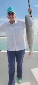 Redfish Moments In Florida Waters