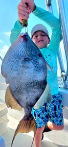 Grey triggerfish catch on fishing boat in Destin FL