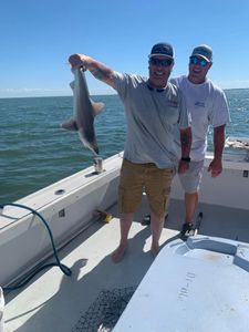 Dusky Smooth-Hound fish caught during fishing at Gwynn Island