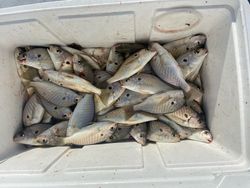 7 fish caught in Gwynn Island