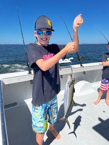 Spanish Mackerel fish caught while fishing on Gwynn Island