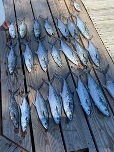 School of Spanish Mackerel swimming in the waters of VA