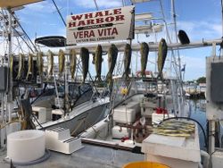 Six cero mackerel, bluefish, and king mackerel caught in Punta Gorda