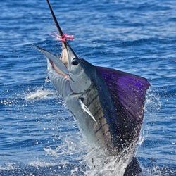 Fishing in Punta Gorda