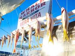 Three fish caught while fishing in Punta Gorda