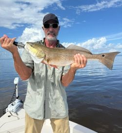 Redfish caught while fishing in Punta Gorda