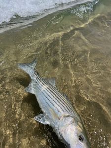 Striped bass fishing in MA