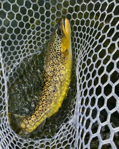 One person enjoying fishing tours and water sports in Boston