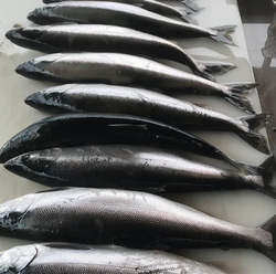 Caught a good haul today!