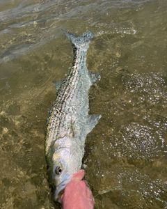 Scenic landscape in CO, fishing, tours, and water sports