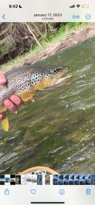A Sea Trout swimming in the water at Watertown